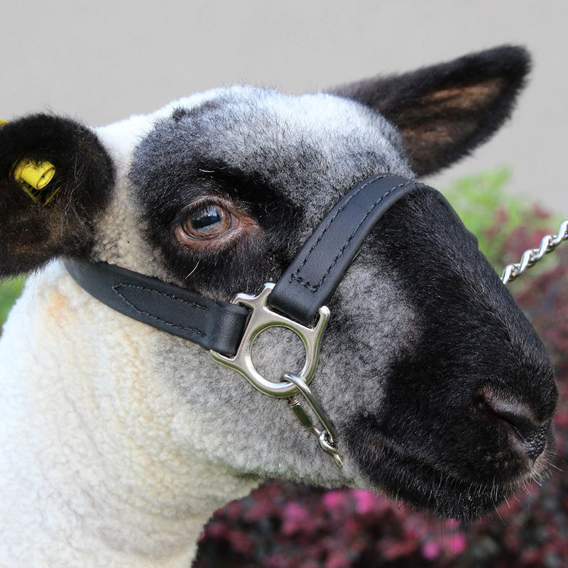 First Class Halter - Lamb and Goat