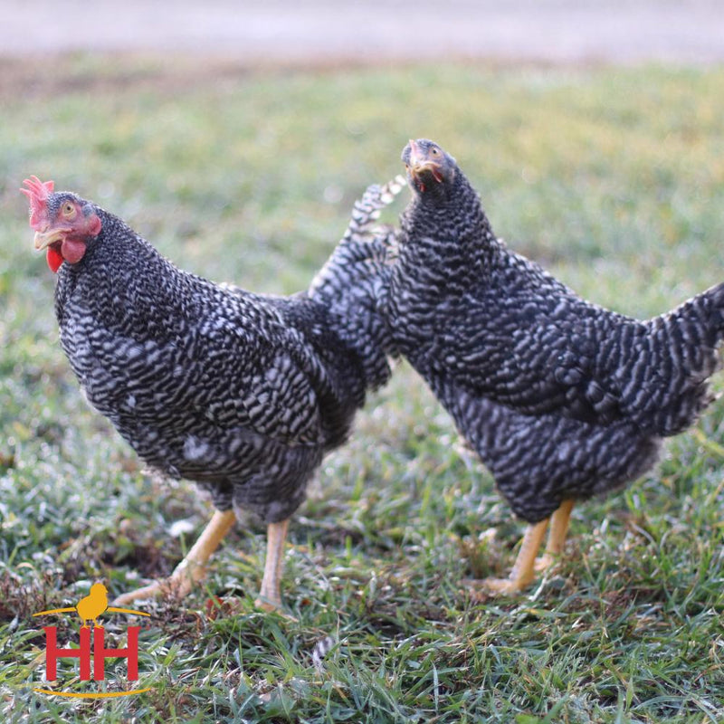 Ready-To-Lay Barred Plymouth Rock 18 Week Old Hen