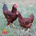 Ready-To-Lay Rhode Island Red 18 Week Old Hen