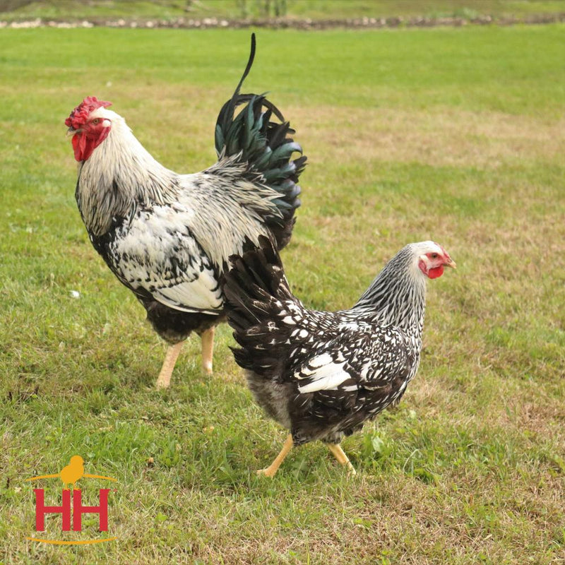 Ready-To-Lay Silver Laced Wyandotte 18 Week Old Hen