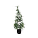 Faux Pine Tree With Plastic Pot Frost Finish