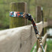 Bucking Bronc Bucket Strap