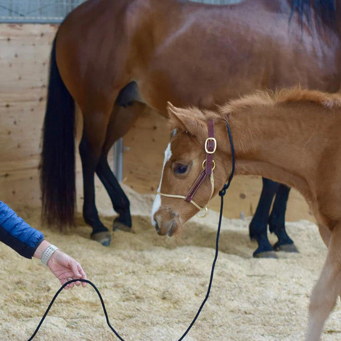 Kalley Krickeberg Horseman`s Leather Foal Halter