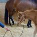 Kalley Krickeberg Horseman`s Leather Foal Halter