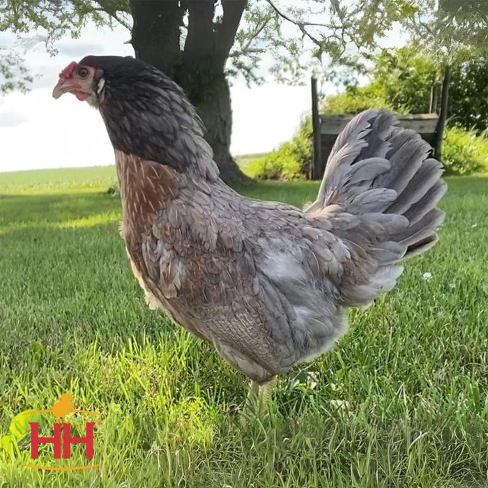 Ready-To-Lay Prairie Bluebell Egger18 Week Old Hen