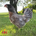 Ready-To-Lay Prairie Bluebell Egger18 Week Old Hen