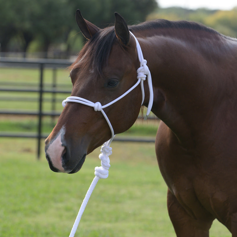White Rope Halter with Attached Lead Rope