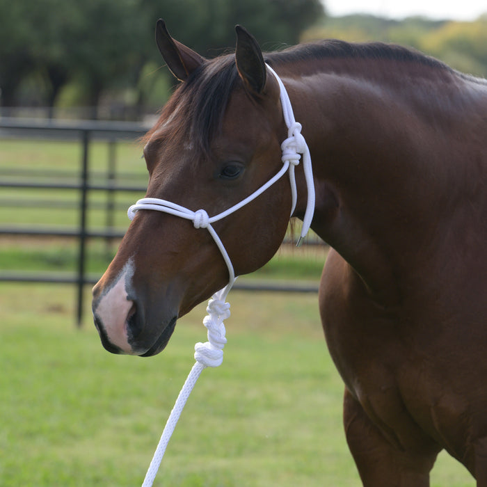 White Rope Halter with Attached Lead Rope
