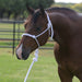 White Rope Halter with Attached Lead Rope