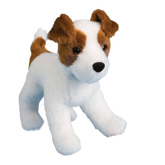 Feisty Jack Russel Terrier