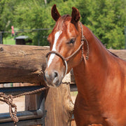Nose Halter with Lead