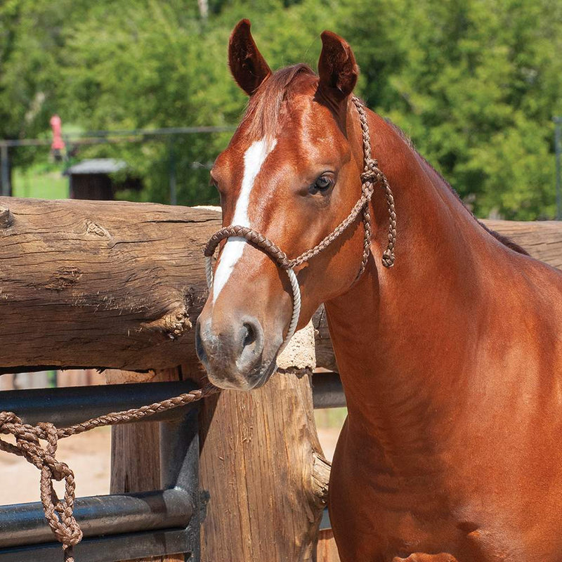 Nose Halter with Lead