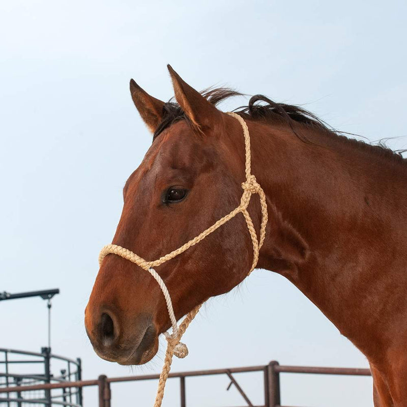 Nose Halter with Lead