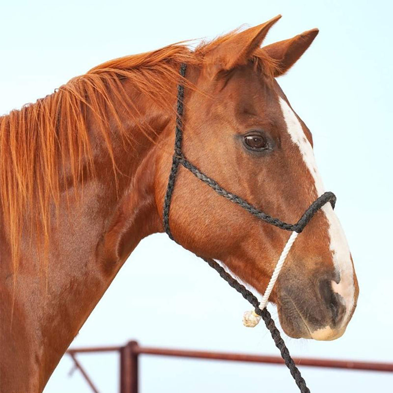 Nose Halter with Lead