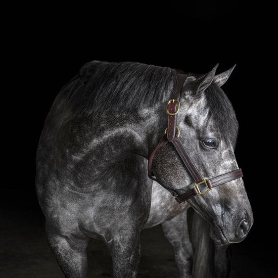 Heavy Weight Track Halter