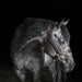 Heavy Weight Track Halter