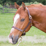 1" Track Halter