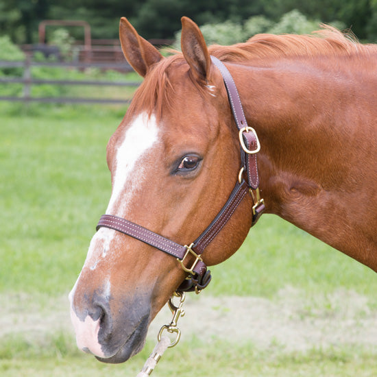 1" Track Halter