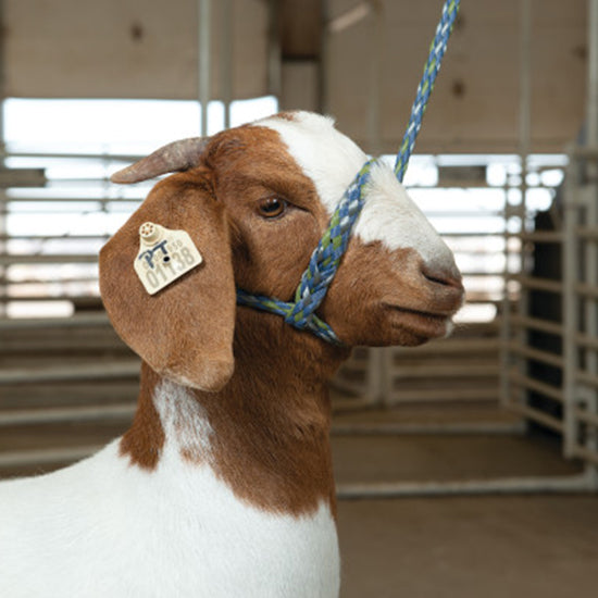 Leather Poly Rope Goat/Sheep Halter