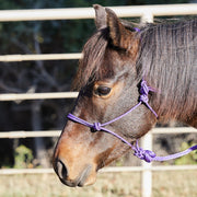 Miniature Poly Rope Tied Halter with Lead