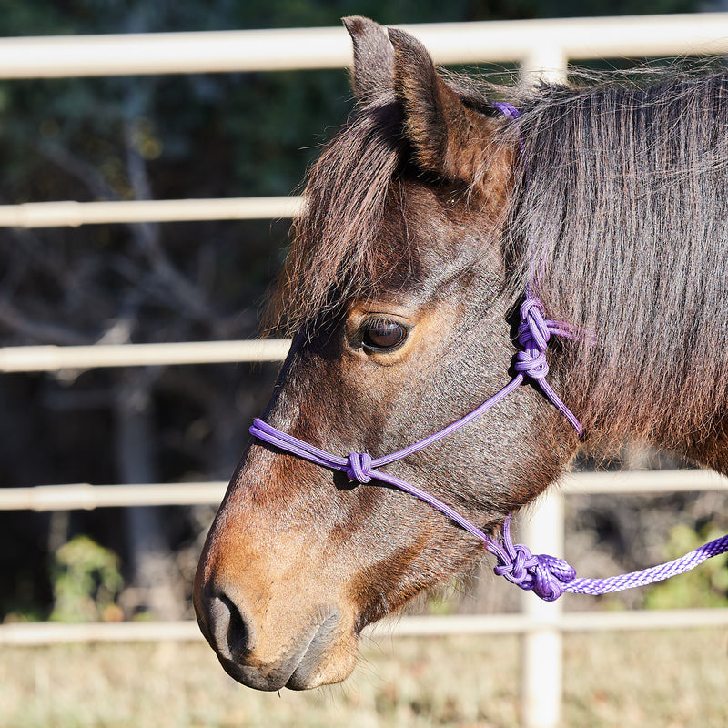 Miniature Poly Rope Tied Halter with Lead