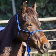 Miniature Poly Rope Tied Halter with Lead