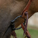 Lifesaver Dee Ring Snaffle Bit with Dots