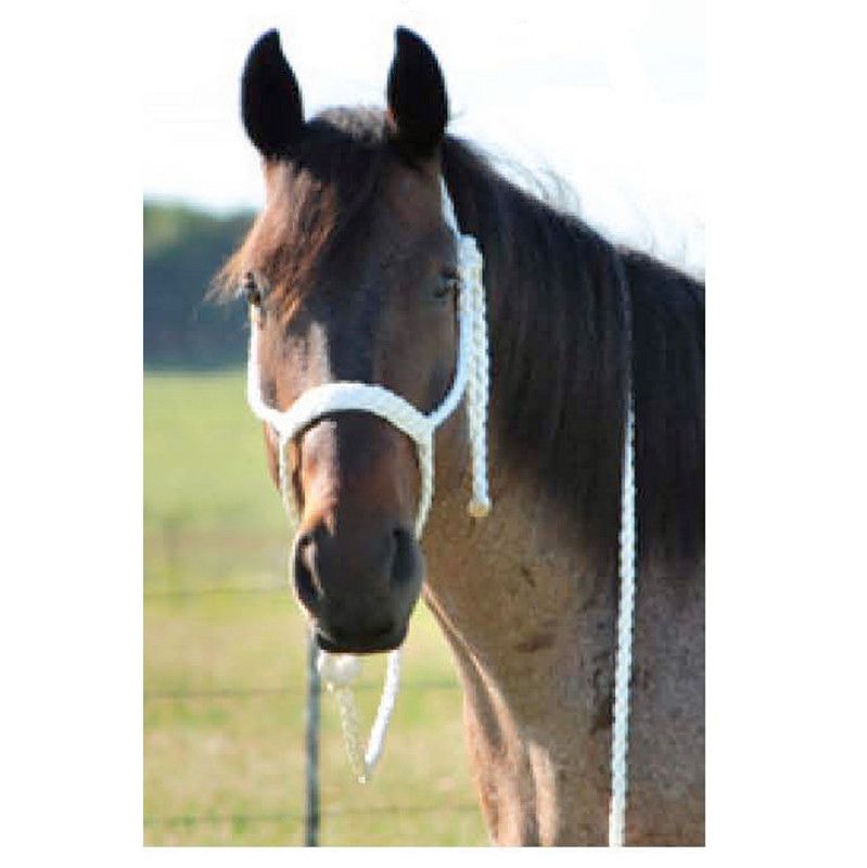 Hand Braided Halter with Lead