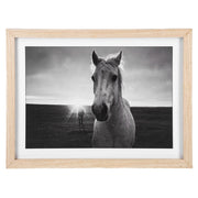 Framed Black and White Horse Photography Wall Decor -Front