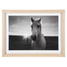 Framed Black and White Horse Photography Wall Decor -Front