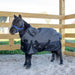 1200D Reflective Winter Turnout Snuggit Miniature Horse Blanket