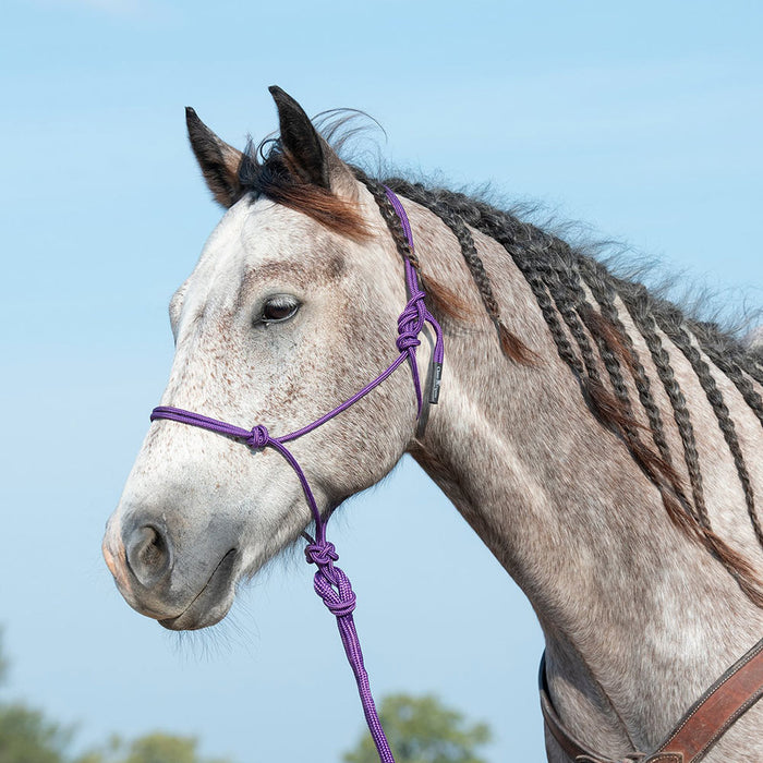 Purple Halter with 9` Lead