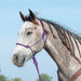 Purple Halter with 9` Lead