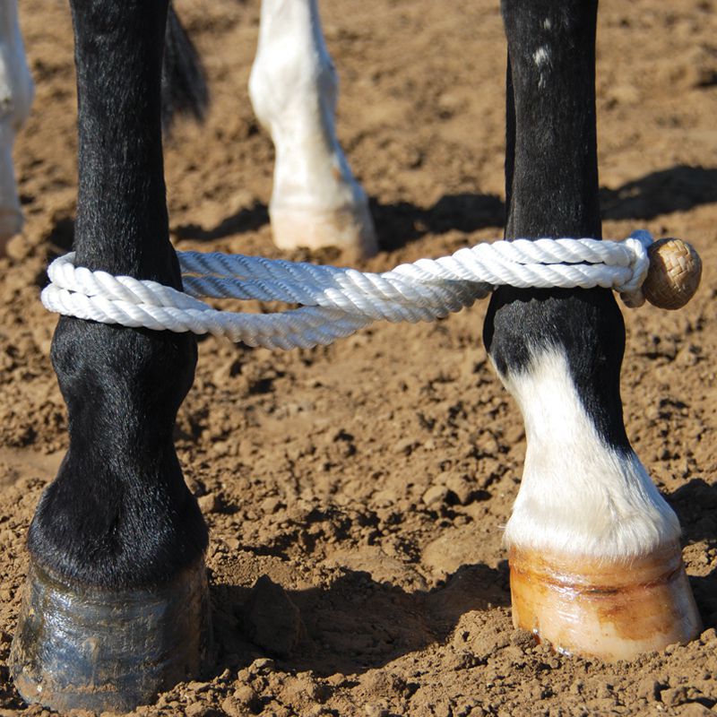 Martin Saddlery Training Tack