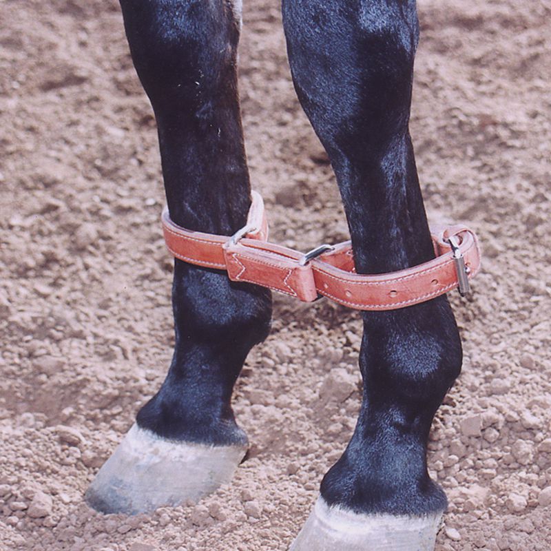 Harness Leather Hobbles
