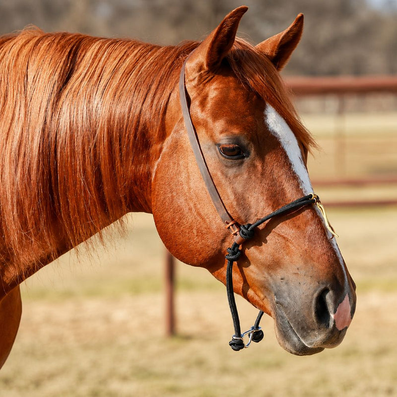 Knotted Double Rope Tiedown Noseband