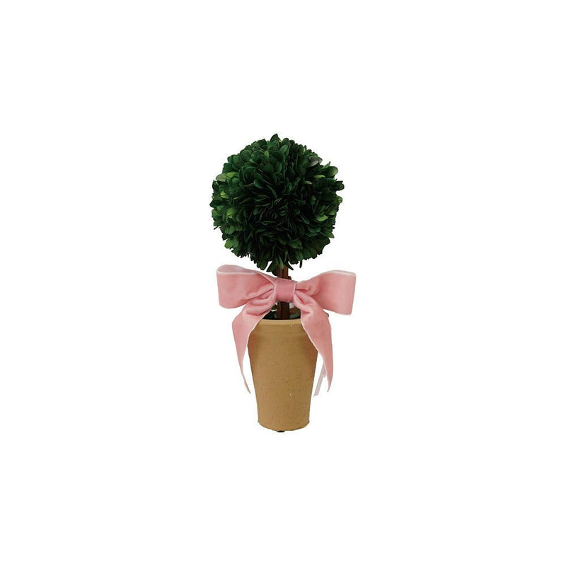 Dried Boxwood Tree In Terra Cotta Pot