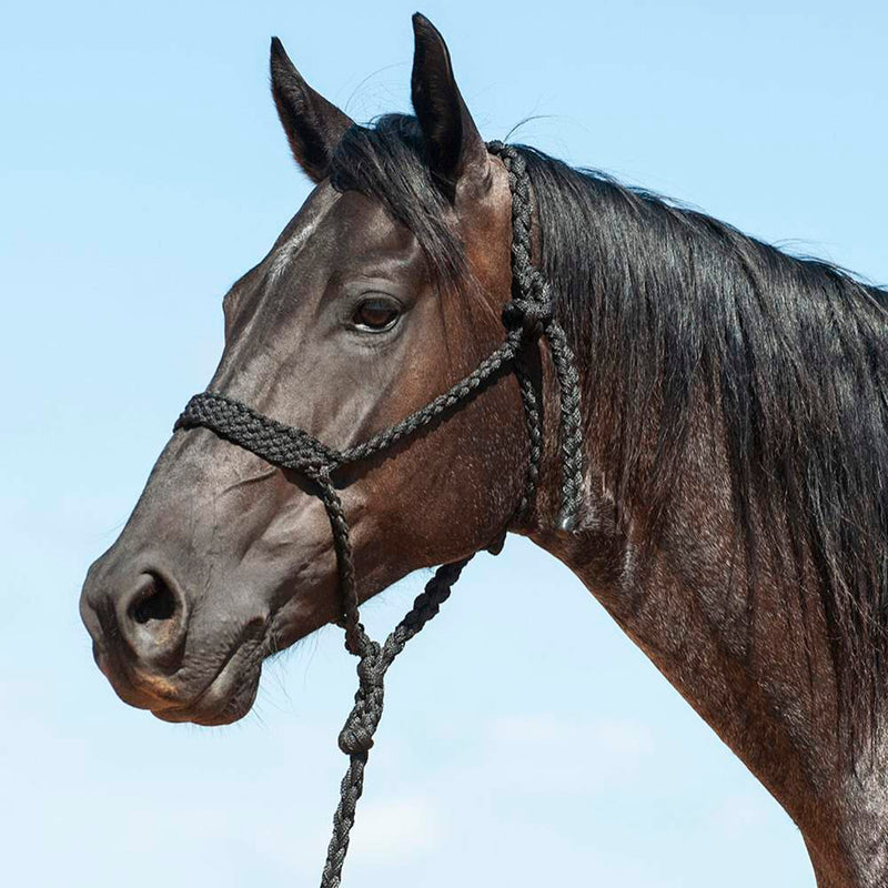 Flat Braid Halter w/9ft Lead