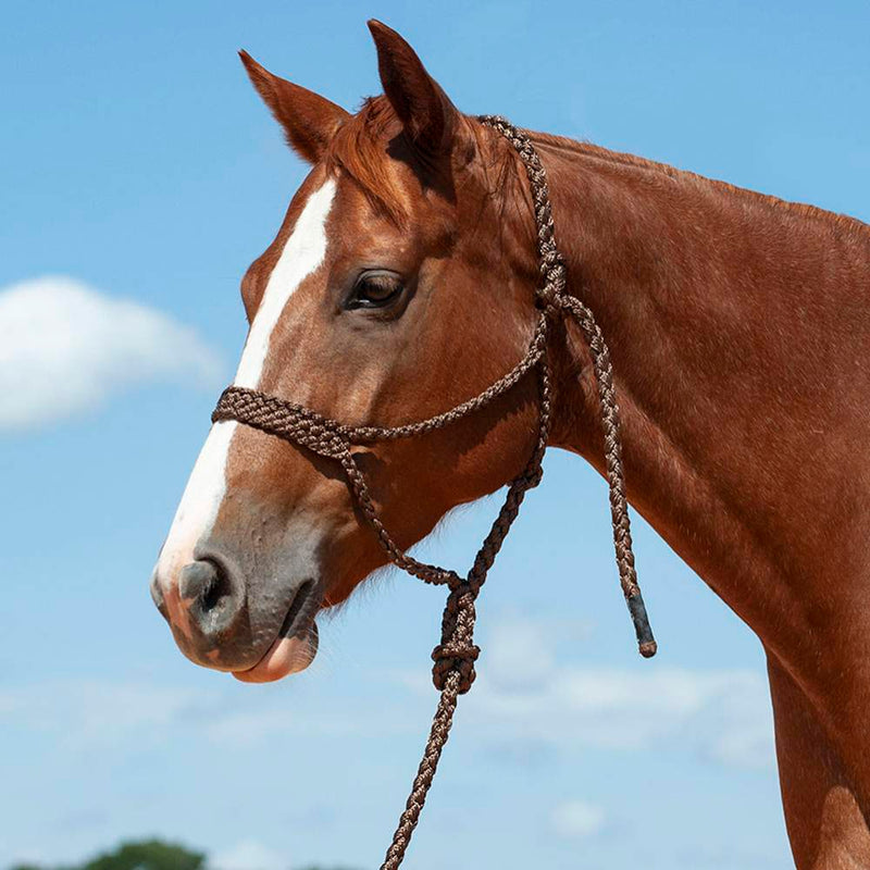 Flat Braid Halter w/9ft Lead
