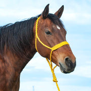 Flat Braid Halter w/9ft Lead