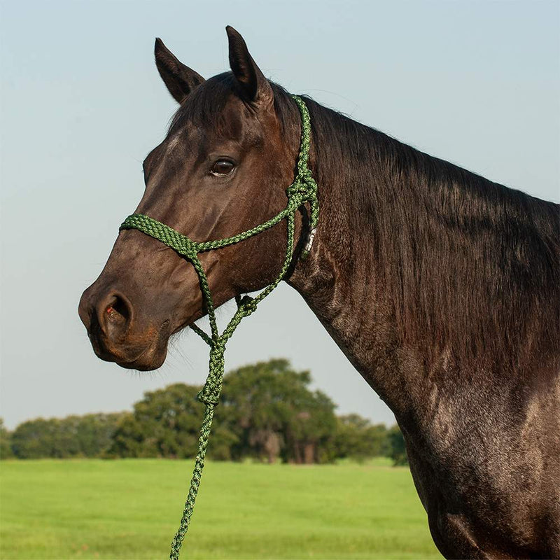 Flat Braid Halter w/9ft Lead