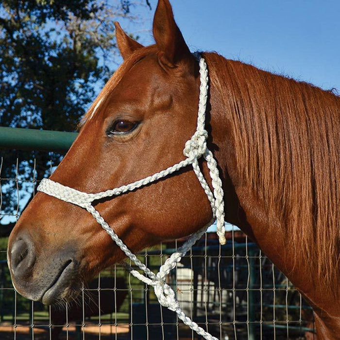 Mule Tape Halter