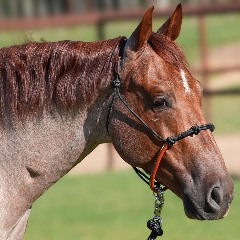 Knotted Rope Halter With Attached Lead Rope
