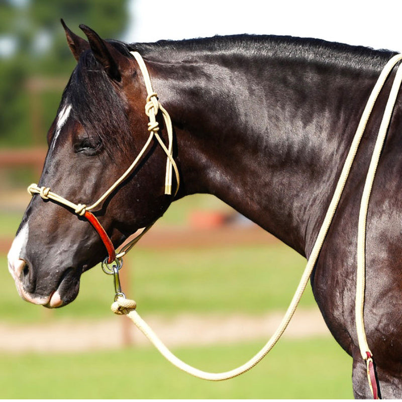 Knotted Rope Halter With Attached Lead Rope