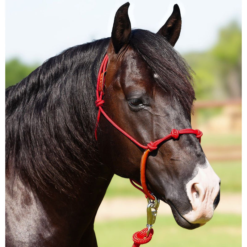 Knotted Rope Halter With Attached Lead Rope