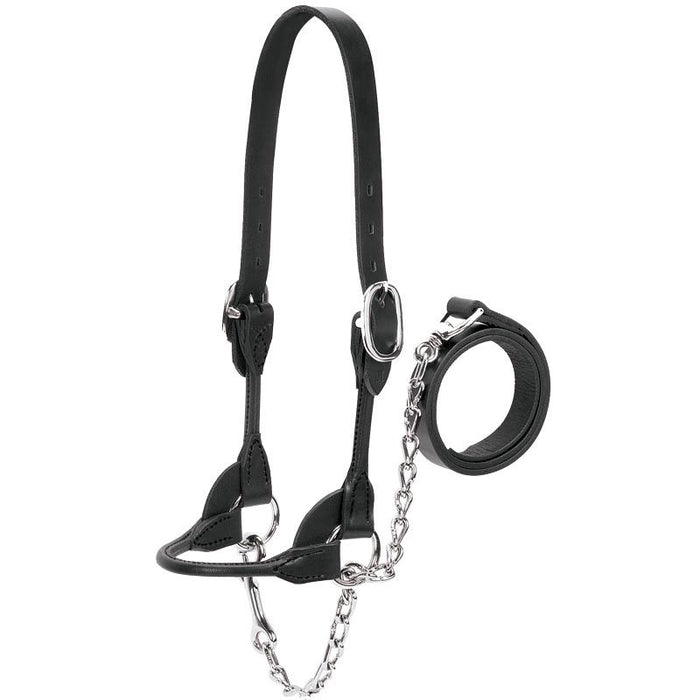 Leather Dairy/Beef Show Halter