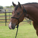 Equissential Rope Halter with 8ft Attached Lead Rope