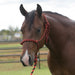 Equissential Rope Halter with 8ft Attached Lead Rope