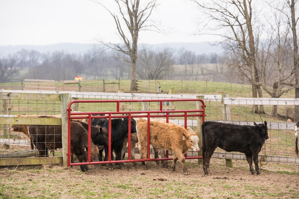 Tarter 12ft Creep Feeder Panel