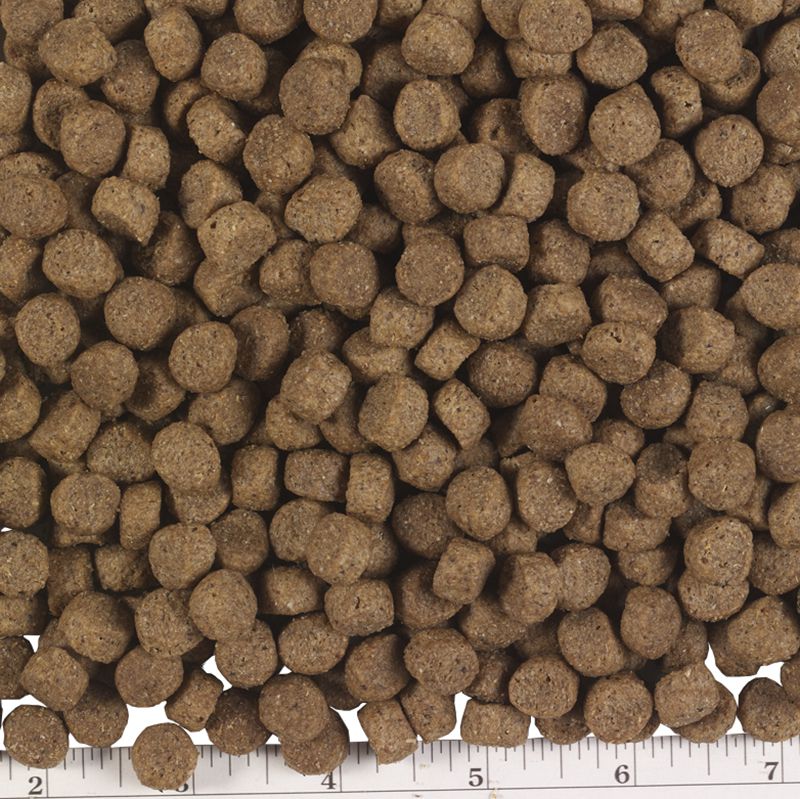 Pmi Nutrition Exclusive All Life Stages Lamb Brown Rice